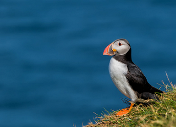 The Puffin a regular visitor to Anglesey in the spring