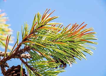 Dying needles on a Corsican Pine due to Red band or Dothistroma septosporum