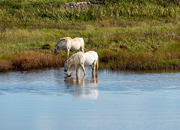 Horses by the lagoons at Malltraeth Cob