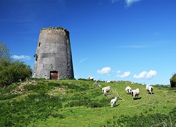 Melin MaenGwyn windmill with sheep