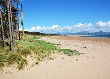 Newborough forest runs parallel with the beautiful Newborough beach