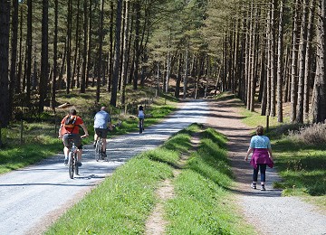Great walking and cycling through Newborough forest